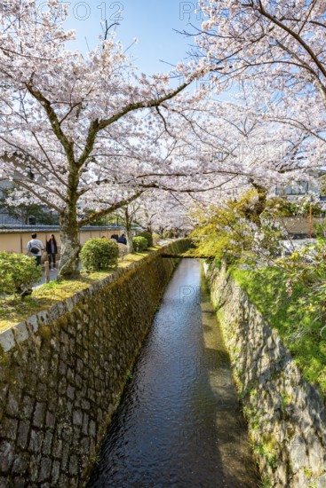 Canal lined with blooming cherry trees, cherry blossoms in spring, Philosopher's Path or Tetsugaku no michi, Kyoto, Japan