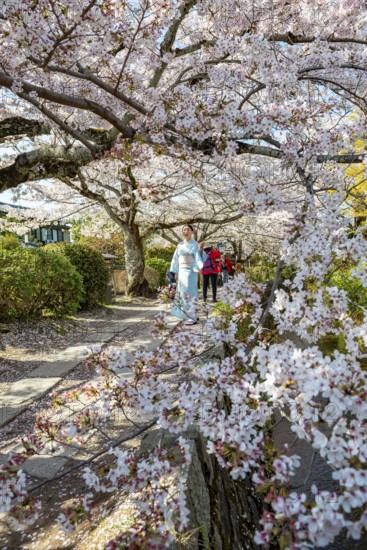 Japanese woman in kimono walking along a canal, cherry blossoms in spring, Philosopher's Path or Tetsugaku no michi, Kyoto, Japan
