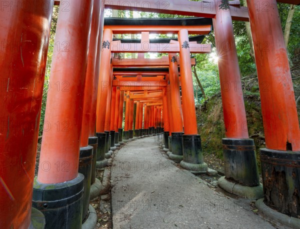Walk through hundreds of red traditional torii gates, Fushimi Inari Taisha, Shinto Shrine, Sun Star, Fushimi Inari-taisha Okusha Hohaisho, Kyoto, Japan