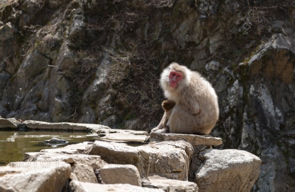 Japanese macaque (Macaca fuscata) sitting on rocks near water, Yamanouchi, Nagano Prefecture, Honshu Island, Japan