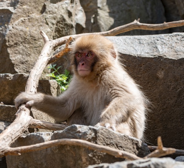 Japanese macaque (Macaca fuscata) sitting on rocks, Yamanouchi, Nagano Prefecture, Honshu Island, Japan