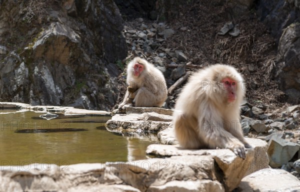 Japanese macaques (Macaca fuscata) sitting on rocks near water, Yamanouchi, Nagano Prefecture, Honshu Island, Japan