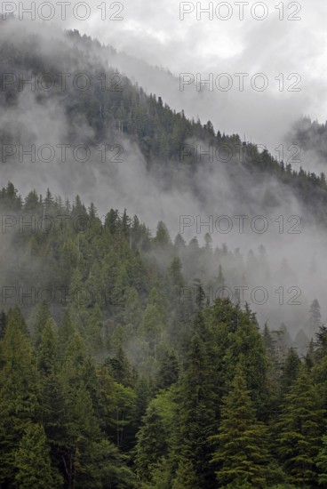 Coastal rainforest, near Hartley Bay, Queen Charlotte Strait, British Columbia, Canada