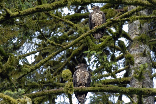 White-tailed eagle on a tree, coastal rainforest, near Hartley Bay, Queen Charlotte Strait, British Columbia, Canada