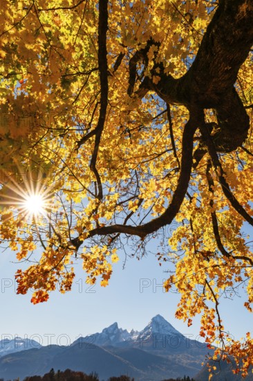 Watzmann under an autumn-colored tree, Bischofswiesen, Berchtesgadener Land, Upper Bavaria, Bavaria, Germany