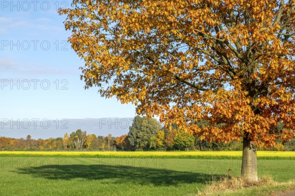 Red oak (Quercus rubra) in autumn, Münsterland, North Rhine-Westphalia, Germany