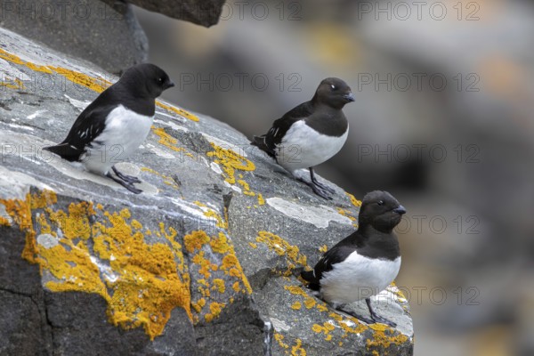 Three little auks, dovekies (Alle alle) perched on rock on top of sea cliff along the Arctic Ocean coast, Svalbard, Spitsbergen, Norway