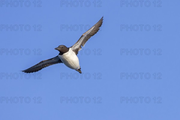 Thick-billed murre, Brünnich's guillemot (Uria lomvia lomvia) flying against blue sky in summer, Svalbard, Spitsbergen