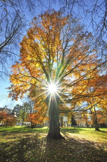 Backlight view of a beech tree in autumn colors in a park in Augsburg, Bavaria, Germany