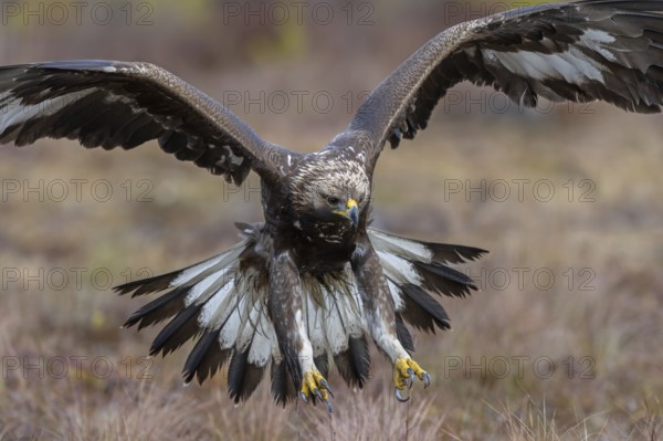 European golden eagle (Aquila chrysaetos chrysaetos) juvenile showing large talons in flight while landing in moorland, heathland in winter