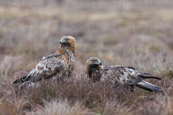 Two European golden eagles (Aquila chrysaetos chrysaetos) sitting in moorland, heathland in winter