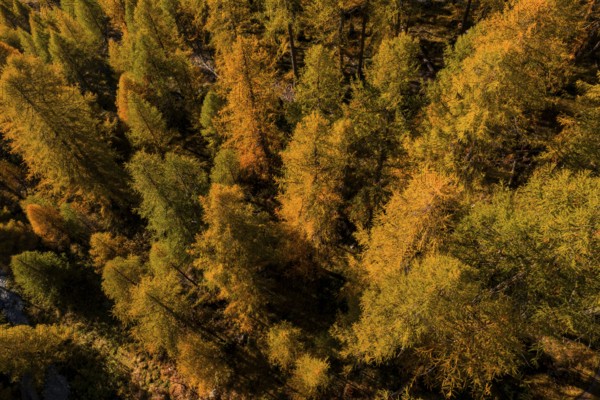 Larch, larch forest, autumn, autumn color, morning light, sunny, aerial view, Lake Sils, Engadin, Switzerland