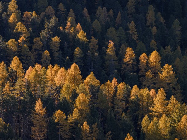 Larch, larch forest, autumn, autumn color, morning light, aerial view, Morteratsch Valley, Engadin, Switzerland