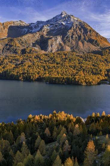 Mountain landscape, mountain lake, larch forest, autumn, autumn color, evening light, aerial view, Lake Sils, Engadin, Switzerland