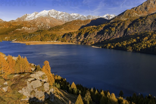 Mountain landscape, mountain lake, larch forest, autumn, autumn color, evening light, aerial view, Lake Sils, Engadin, Switzerland
