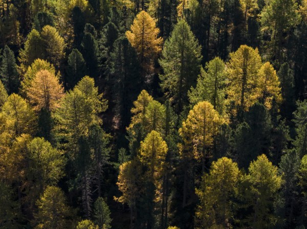 Larch, larch forest, autumn, autumn color, morning light, sunny, aerial view, back light, Engadin, Switzerland