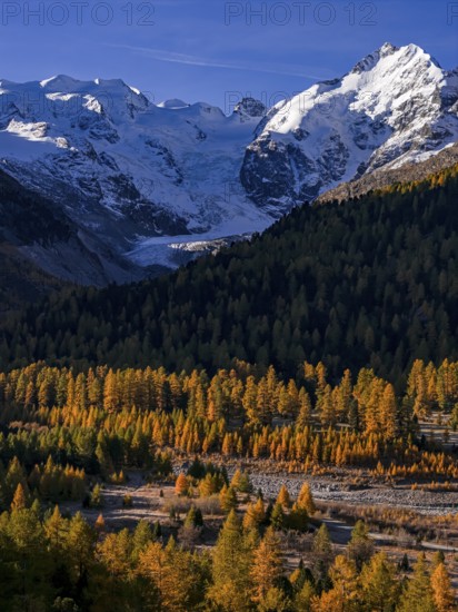 Mountain landscape, larch forest, autumn, autumn discoloration, morning light, aerial view, glacier, Morteratsch valley, Morteratsch glacier, Engadin, Switzerland