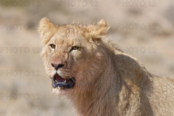 African lion (Panthera leo), young male, looking at camera, head close-up, alert, animal portrait, Kgalagadi Transfrontier Park, Northern Cape, South Africa