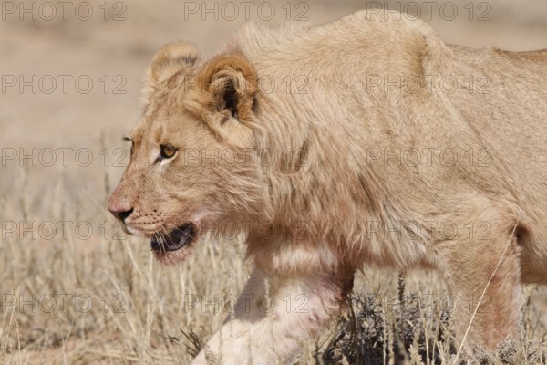 African lion (Panthera leo), young male walking in tall dry grass, Kgalagadi Transfrontier Park, Northern Cape, South Africa