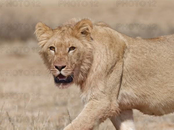 African lion (Panthera leo), young male walking, looking at camera, alert, Kgalagadi Transfrontier Park, Northern Cape, South Africa