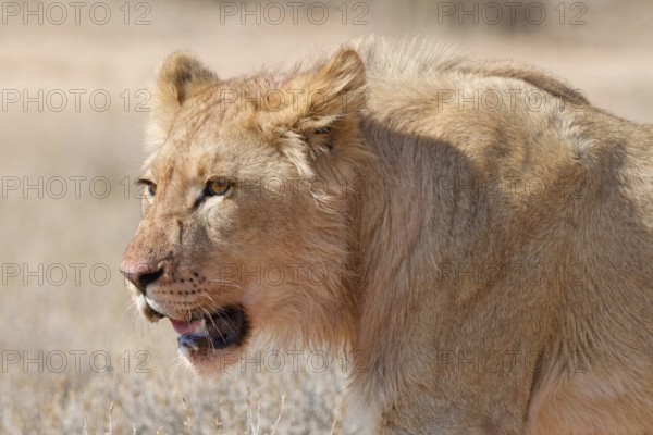 African lion (Panthera leo), young male walking, head close-up, alert, Kgalagadi Transfrontier Park, Northern Cape, South Africa