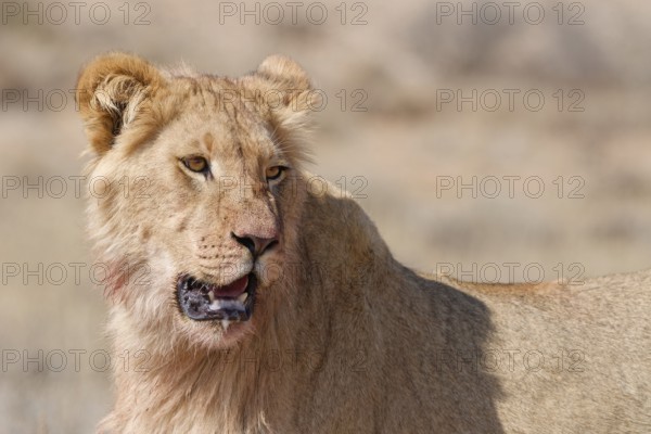 African lion (Panthera leo), young male, looking towards camera, head close-up, alert, Kgalagadi Transfrontier Park, Northern Cape, South Africa