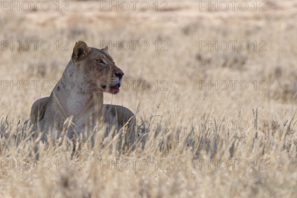 African lioness (Panthera leo), adult female resting in the shade, in tall dry grass, alert, Kgalagadi Transfrontier Park, Northern Cape, South Africa
