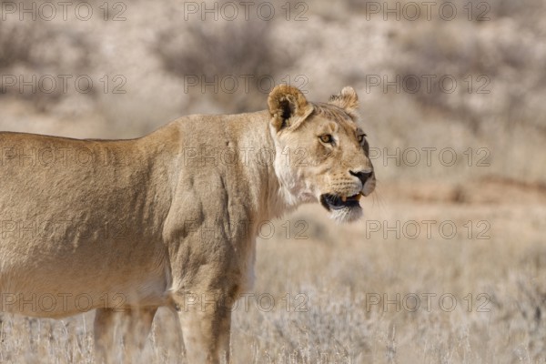 African lioness (Panthera leo), adult female standing in tall dry grass, alert, Kgalagadi Transfrontier Park, Northern Cape, South Africa