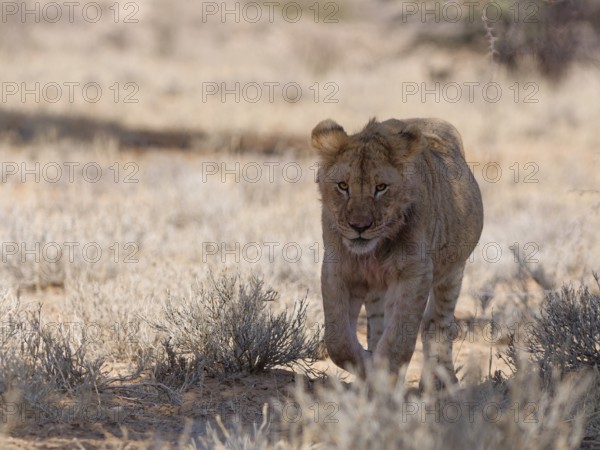 African lion (Panthera leo), young male walking in the shade, looking at camera, alert, Kgalagadi Transfrontier Park, Northern Cape, South Africa