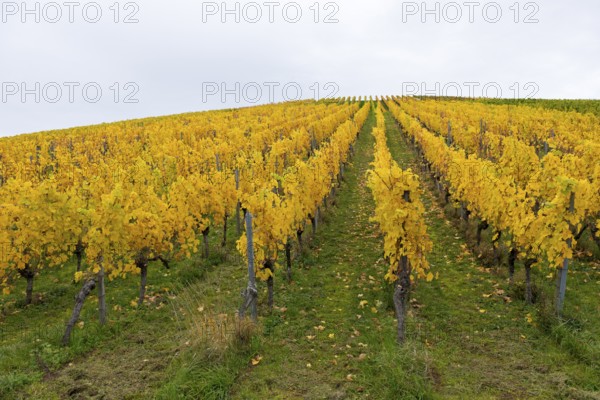Rows of vines with yellow leaves in autumn. Symmetrical pattern on green ground, near Strümpfelbach im Remstal, Baden-Württemberg, Germany