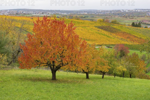 Red cherry trees in the foreground with autumn-colored vineyards in the background, near Strümpfelbach im Remstal, Baden-Württemberg, Germany