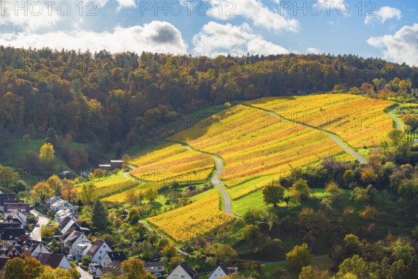 Yellow vineyards in autumnal hills in sunny weather, Strümpfelbach im Remstal, Baden-Württemberg, Germany