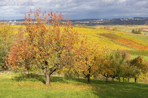 Colourful fruit trees and vineyards stretch under a dramatic sky in the distance, near Strümpfelbach im Remstal, Baden-Württemberg, Germany