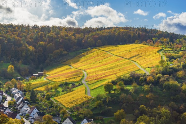 Golden vines on a hilly area in sunny autumn weather, Strümpfelbach im Remstal, Baden-Württemberg, Germany