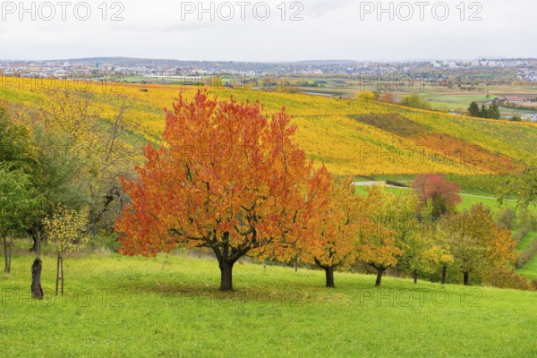Red cherry trees with red leaves in front of colorful vineyards under lively skies, near Strümpfelbach im Remstal, Baden-Württemberg, Germany