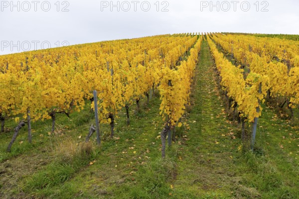 Symmetry in a vineyard with yellow leaves in autumn. Green base, near Strümpfelbach im Remstal, Baden-Württemberg, Germany