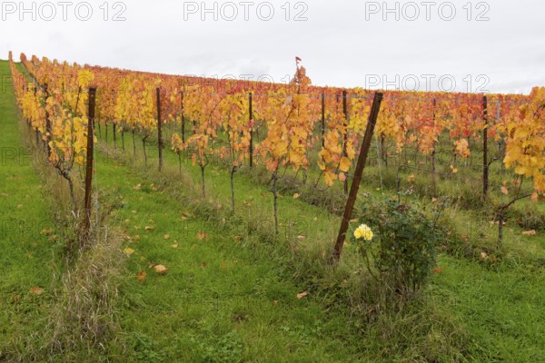 Vineyards with yellow leaves in autumn. Green area with lively atmosphere, yellow rose, near Strümpfelbach im Remstal, Baden-Württemberg, Germany