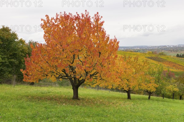 Red cherry trees with orange leaves in a green hilly autumn landscape, near Strümpfelbach im Remstal, Baden-Württemberg, Germany