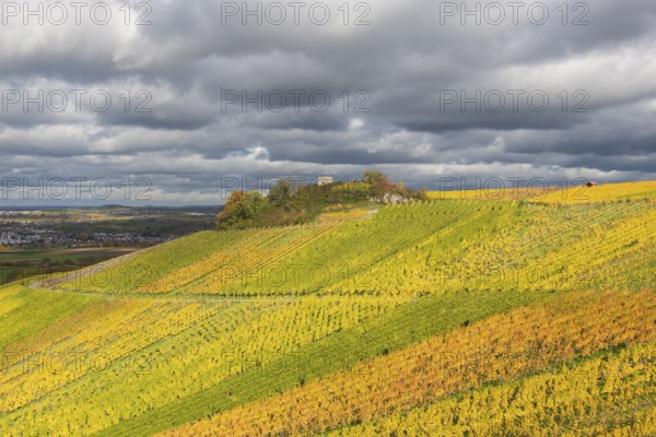 Glowing vineyards under a cloudy sky spread an autumnal atmosphere in the countryside, Schützenhüttle-Esel, near Strümpfelbach im Remstal, Baden-Württemberg, Germany