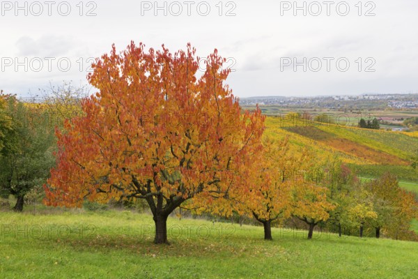 Red cherry trees with bright orange leaves in a hilly landscape, near Strümpfelbach im Remstal, Baden-Württemberg, Germany