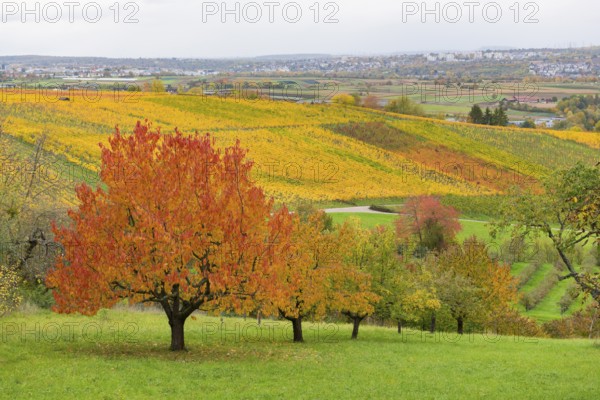 Cherry trees with red leaves in an autumn landscape with vineyards in the background, near Strümpfelbach im Remstal, Baden-Württemberg, Germany