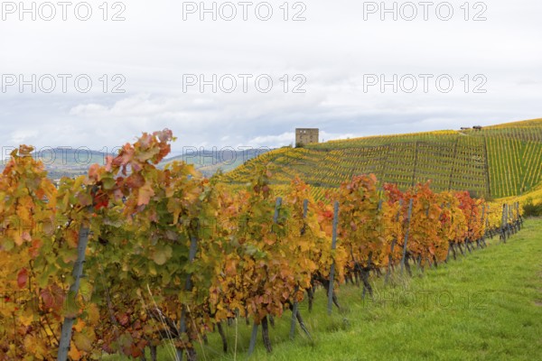 Vineyard in autumn with red and yellow leaves. Hilly landscape in the background, near Stetten im Remstal, Baden-Württemberg, Germany