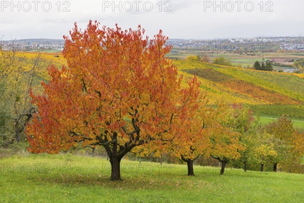 Red cherry trees with autumn-colored foliage in a hilly landscape, near Strümpfelbach im Remstal, Baden-Württemberg, Germany