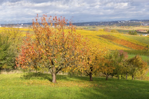 Trees covered with leaves in a slightly hilly autumn landscape, near Strümpfelbach im Remstal, Baden-Württemberg, Germany