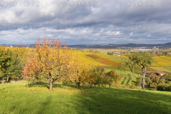 Autumn trees in hilly landscape under cloudy sky, near Strümpfelbach im Remstal, Baden-Württemberg, Germany