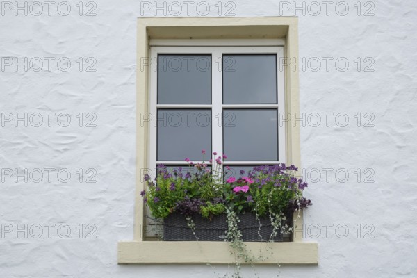 Modern white window with flower box full of colorful blooming plants, Münsterland, North Rhine-Westphalia, Germany