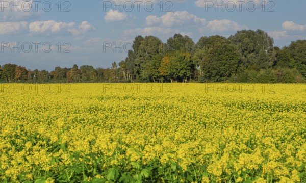 Field with blooming mustard plants, Münsterland, North Rhine-Westphalia, Germany