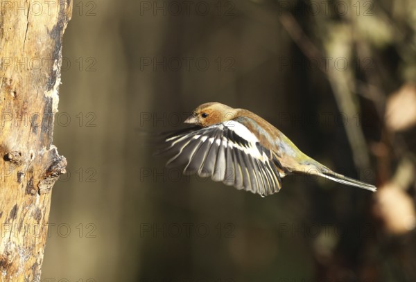 Chaffinch (Fringilla coelebs) male in flight, approach to forage wood, winter feeding, Allgäu, Bavaria, Germany, Allgäu, Bavaria, Germany