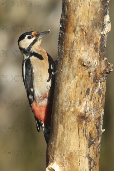 Woodpecker (Dendrocopos major) an der Winterfütterung, Allgäu, Bavaria, Germany, Allgäu, Bavaria, Germany