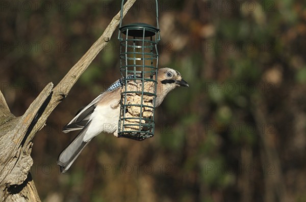 Jays (Garrulus glandarius) feeding in the forest, Allgäu, Bavaria, Germany, Allgäu, Bavaria, Germany